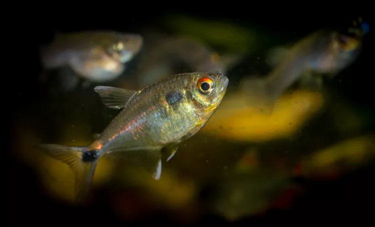 Beacon Fish
